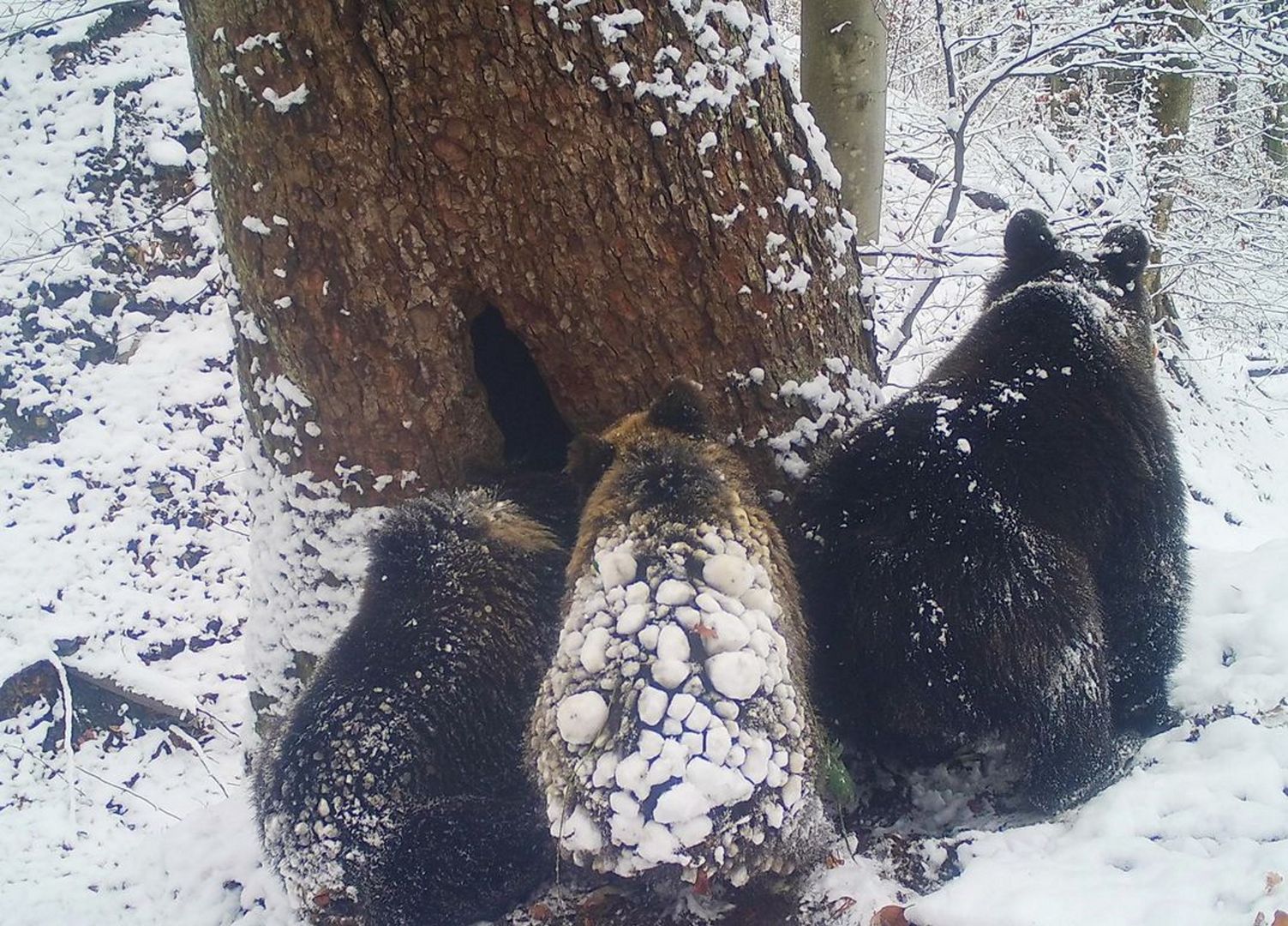 Nagranie z Bieszczadów. To świadczy o jednym. Zaczęło się