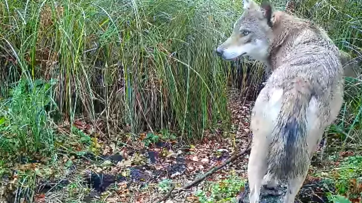 Zamiast bobrów są wilki
