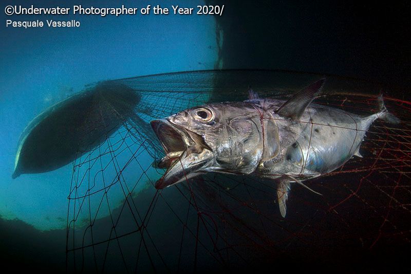Underwater Photogrpher of the Year 2020 – najlepsze zdjęcia podwodne 8
