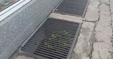 Kij i siatka na motyle. Nowy sposób na odzyskanie telefonu