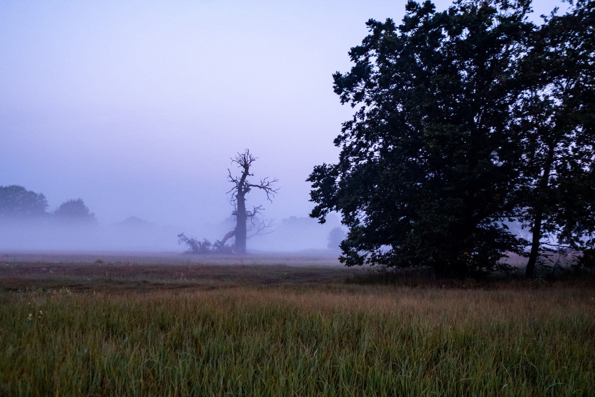 Rezerwat &#34;Czeszewski Las&#34;