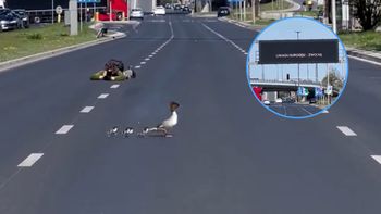 Zatrzymali dla nich ruch na Wisłostradzie. Niesamowite nagranie