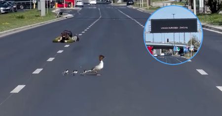 Zatrzymali dla nich ruch na Wisłostradzie. Niesamowite nagranie