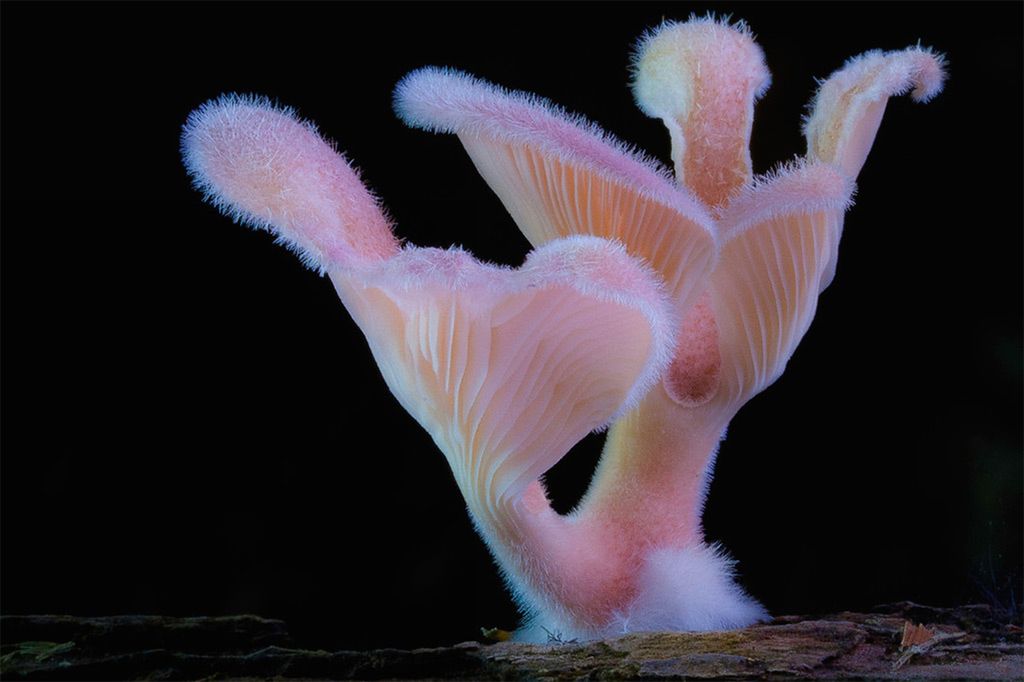 Magiczny świat australijskich grzybków sfotografowany przez Steve'a Axforda 11