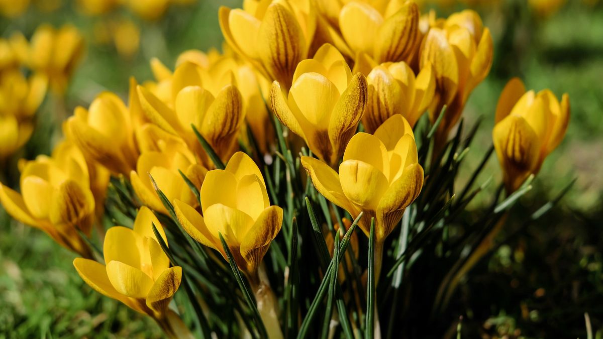 2 GB danych i no limit na 5 dni w Orange za 2 zł [#wSkrócie] 1