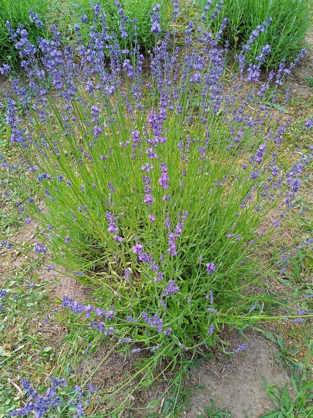 Lawenda - niby taka sama, a jednak każda odmiana jest trochę inna 