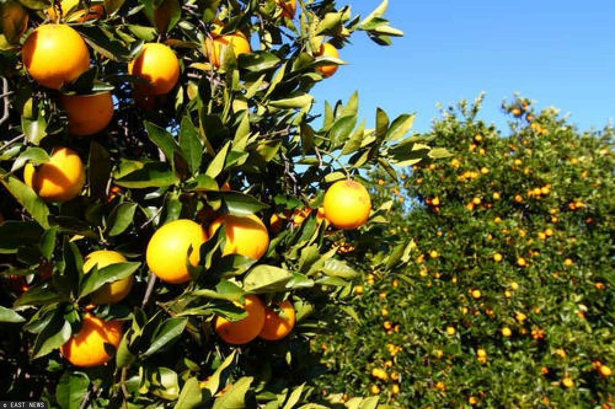 Coraz rzadszy widok w wielu regionach, w których klimat pozwala na hodowanie pomarańczy. Chińska zaraza dziesiątkuje pomarańczowe gaje na Florydzie