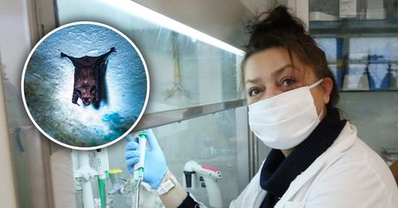 Wracają emocje jak podczas COVID-19. Polska ekspert wyjaśnia, czy zagraża nam Nipah