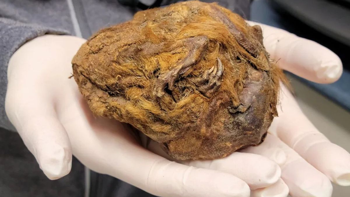 Naukowcy pokazali niezwykłe znalezisko 