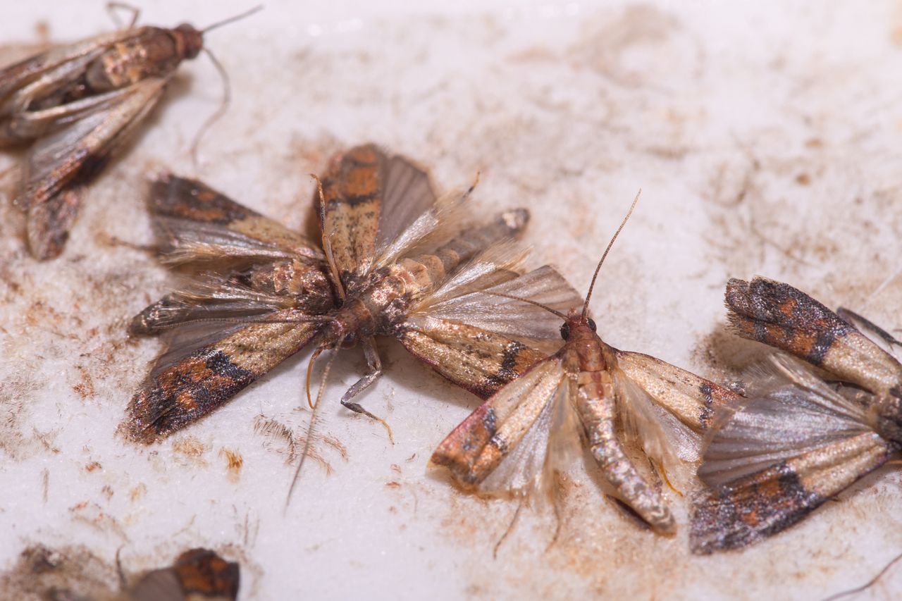 This is what adult pantry moths look like.
