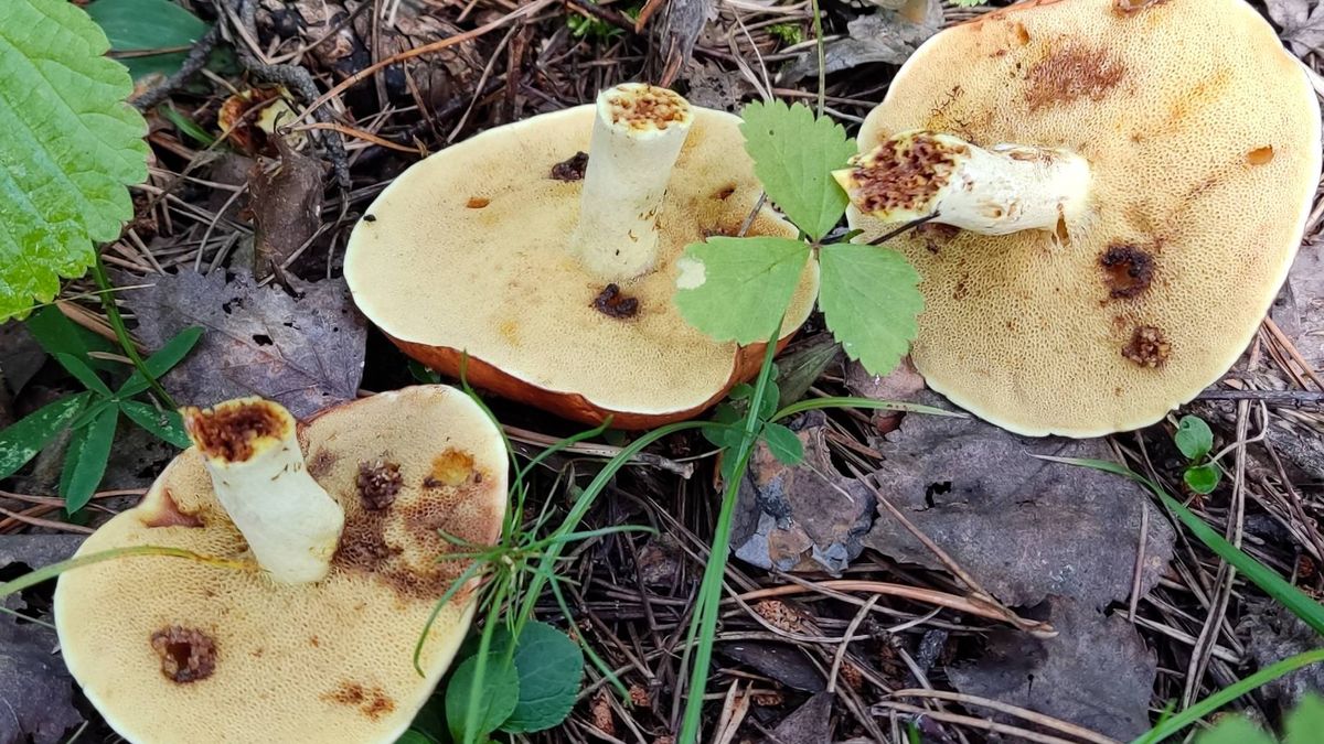 Dlaczego grzyby są robaczywe?