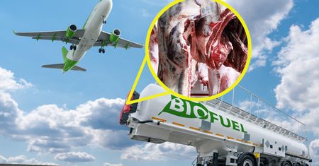 Za mało martwych zwierząt. Nie zaspokajają potrzeb transportu