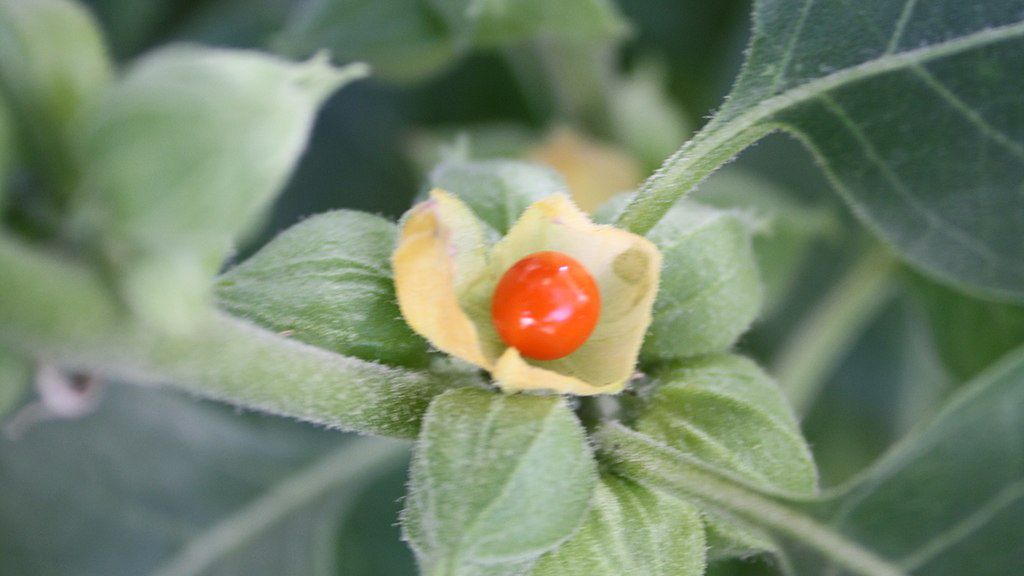ashwagandha