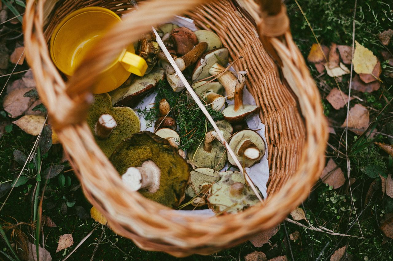 Jakie grzyby można zbierać w sierpniu?