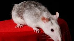 Komórki uszkadzają pamięć szczurom 1