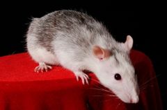 Komórki uszkadzają pamięć szczurom