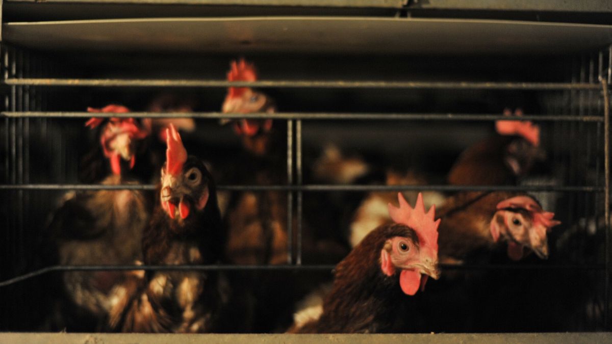 Reporter Poland 2009
07.08.2009 Gorny Slask , okolice Raciborza n/z ferma kur niosek , chow klatkowy fot Lech Gawuc/REPORTER
GAWUC/REPORTER                  