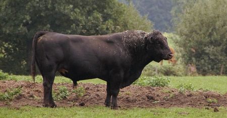 Naukowcy modyfikują geny byków, żeby pozbawić je rogów