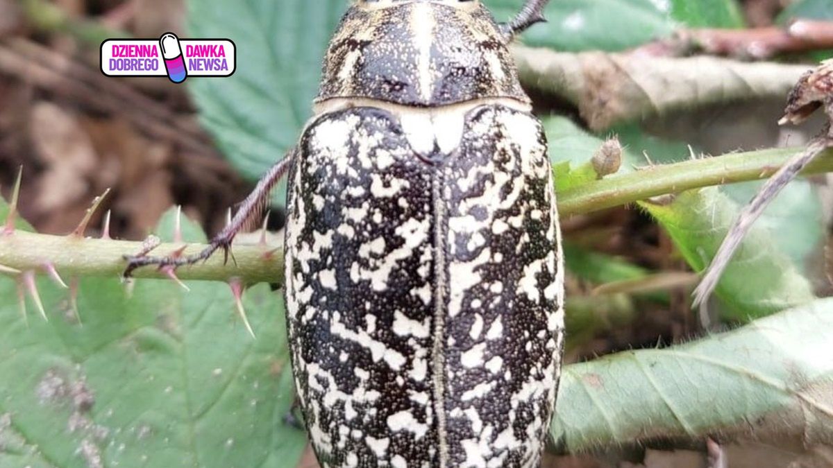 Wałkarz lipczyk wydaje gwizdy.