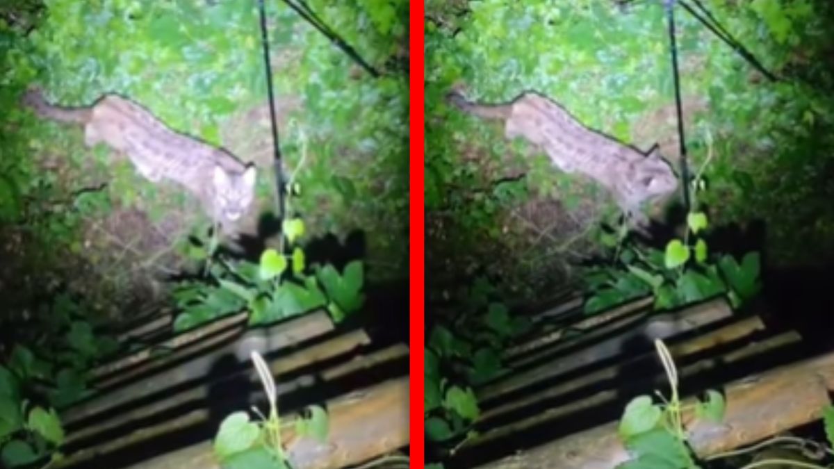 Puma pod Koszalinem