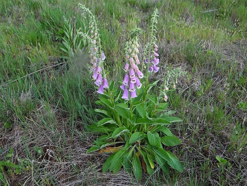 Naparstnica purpurowa