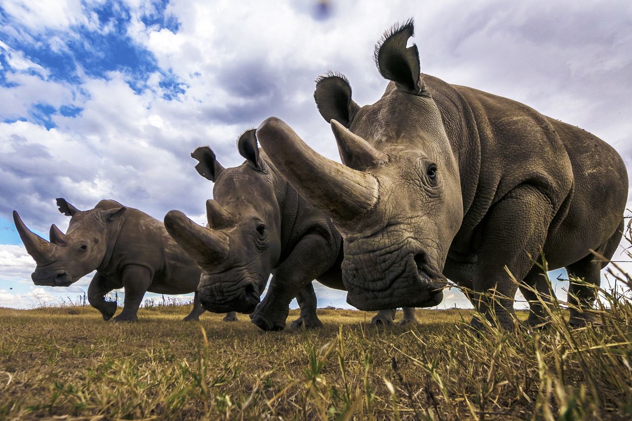 Radioactive rhino horns. An unusual idea by scientists to save animals.
