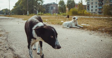 Badania psów z Czarnobyla. Naukowcy znaleźli różnice genetyczne
