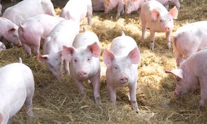 Więzienie za odór świń? Rolnicy dostali kary w zawieszeniu