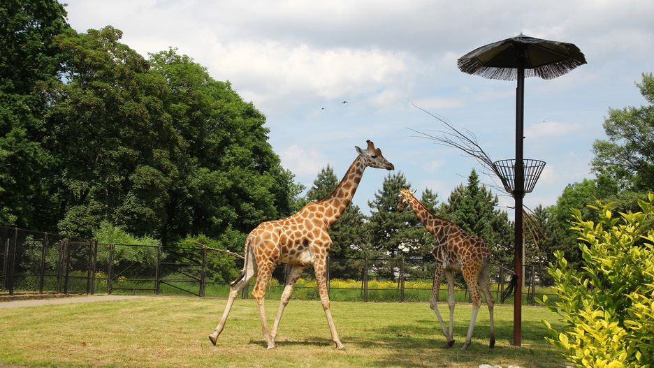 Warszawa. Dzień Żyrafy w stołecznej placówce obchodzony jest w tym roku z wielką nadzieją. Do trzech samic dołączył jeden samiec, jest nadzieja na to, że za 15 miesięcy stado się powiększy