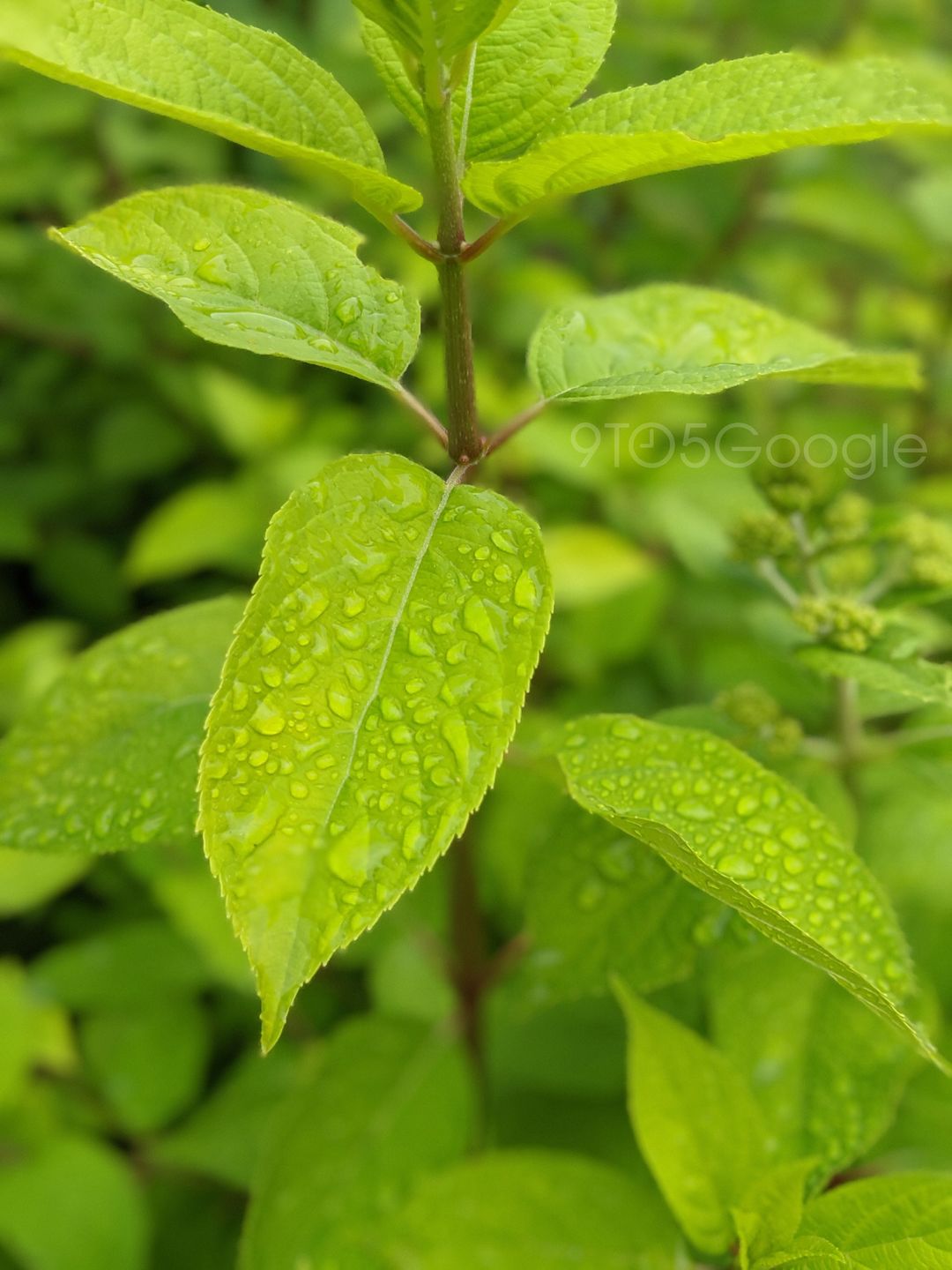 Google Pixel 4: wyciekają przykładowe zdjęcia i funkcje aparatu. Konkurencjo, szykuj się na fotopogrom 13
