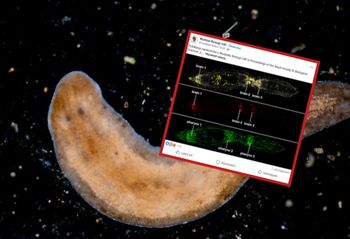 Niezwykła anomalia w hodowli UW. Dwie głowy u płazińców