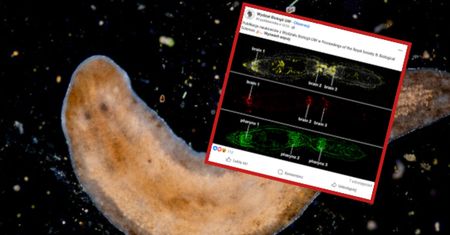 Niezwykła anomalia w hodowli UW. Dwie głowy u płazińców