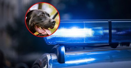 Pitbull zagryzł niemowlę we Włoszech. Sąsiedzi ostrzegali