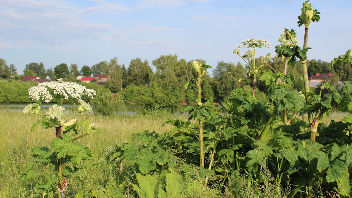 Barszcz Sosnowskiego