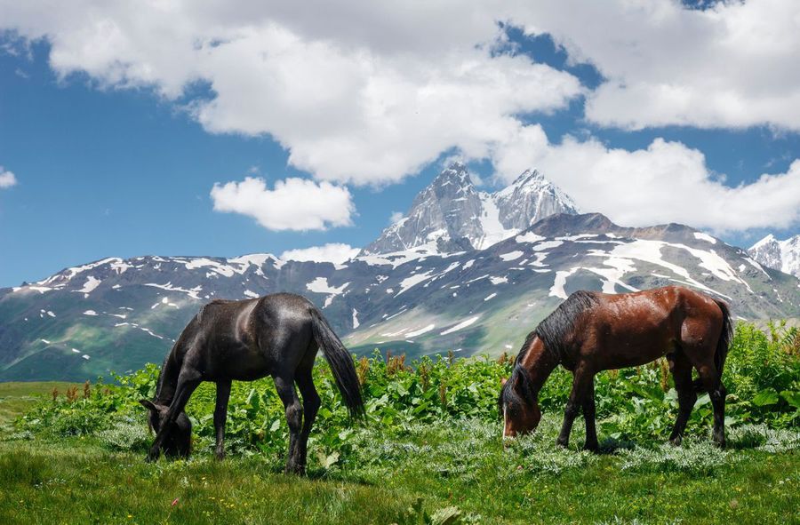 Foal dead after tourists wanted selfies with it. It fell off a cliff