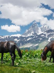 Foal dead after tourists wanted selfies with it. It fell off a cliff