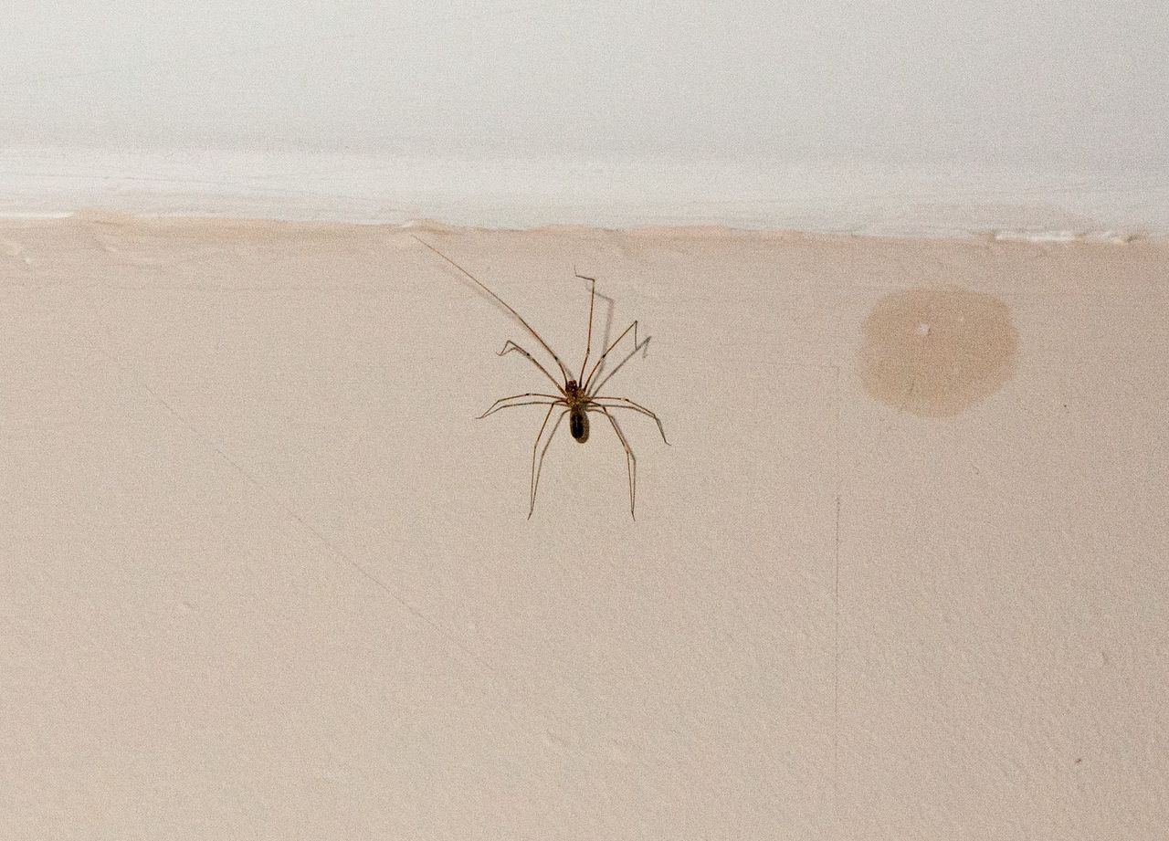 Natural solutions to keep spiders out this autumn
