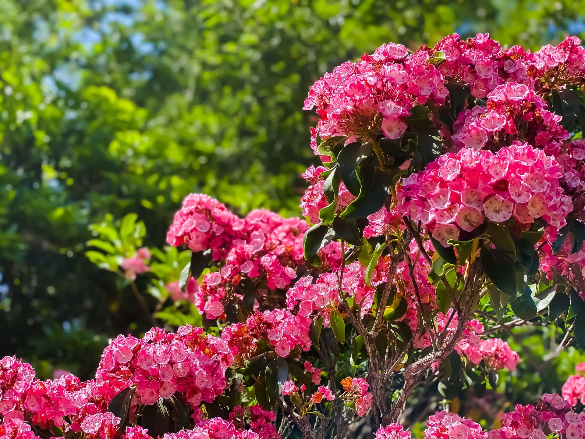 Kalmia szerokolistna
