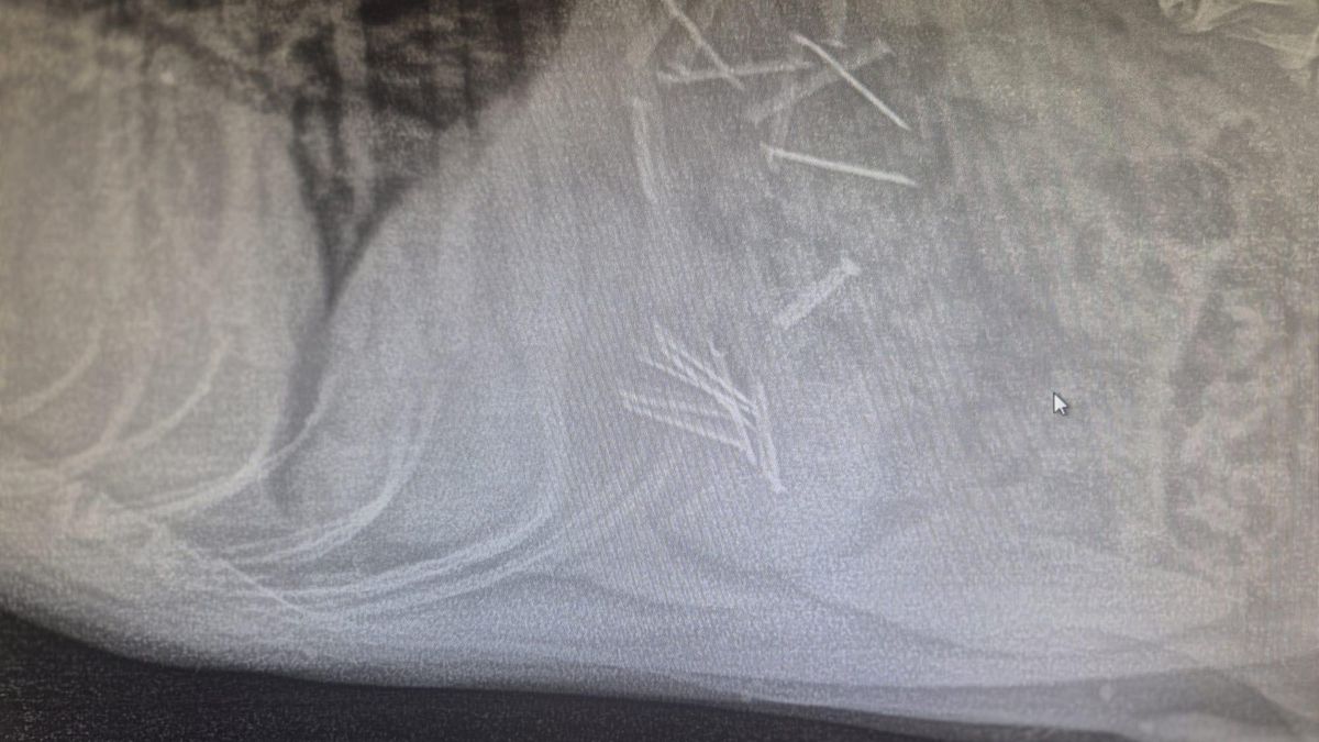 Pies zjadł mięso z gwoździami.