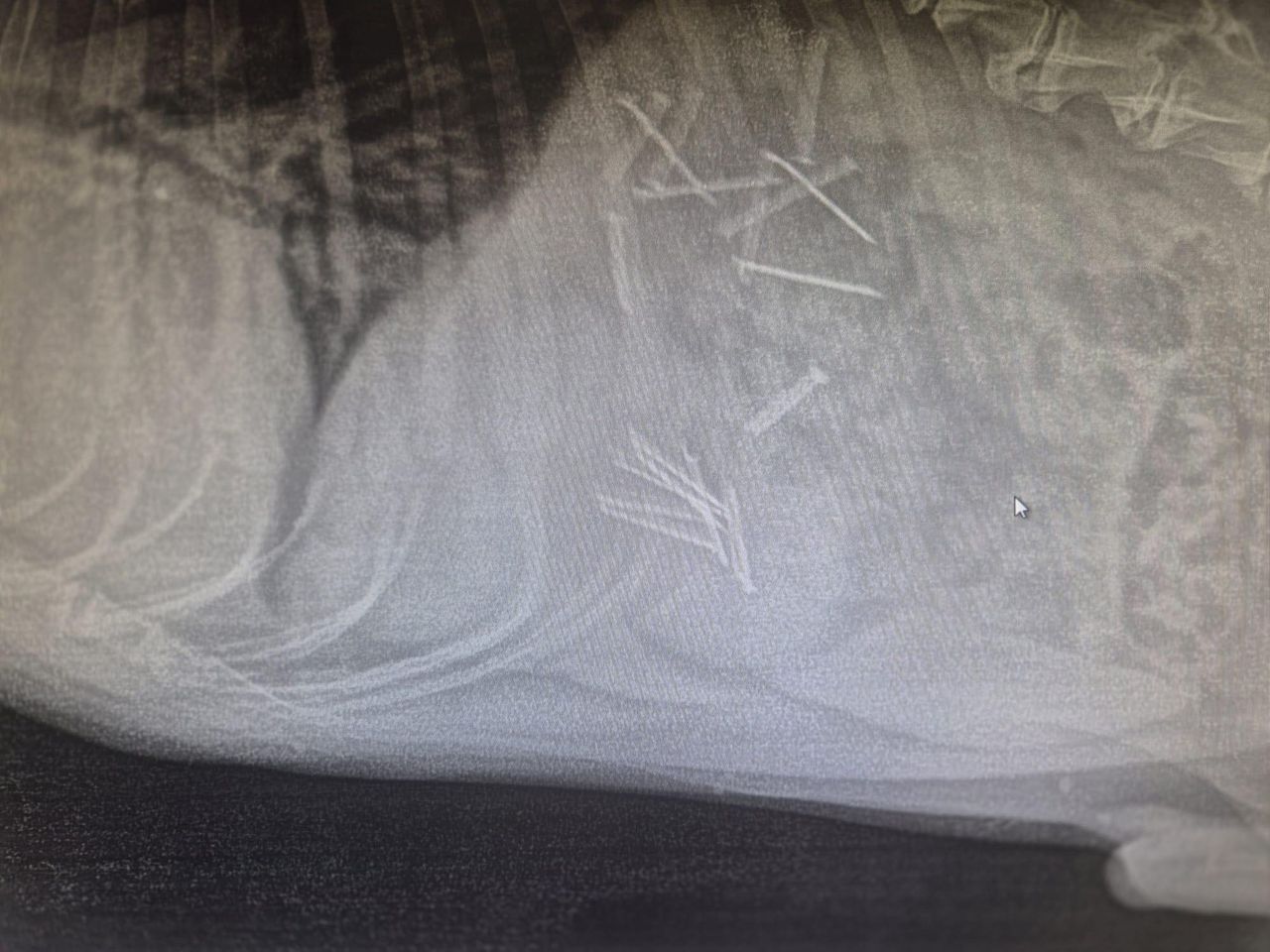 Aż 18 sztuk. Weterynarz grzmi. "Przejaw największego okrucieństwa"