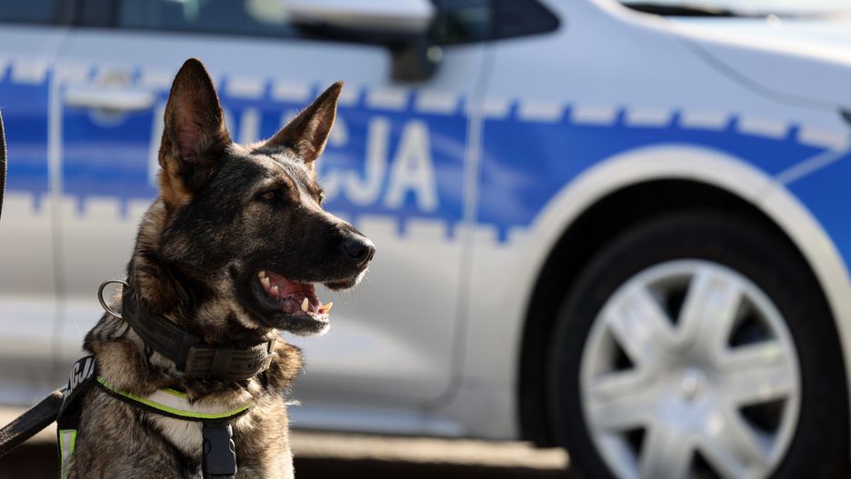 DAREK11
pies, policja, rasa, wilk niemiecki, wilczur, podpalany, w czasie pracy, tresowany, policjant, pies policyjny, funkcjonariusz, glina, piesek, na smyczy, tresura, patrolowy, zapach, zapachowy, kryminalistyka, poszukiwanie, duży pies, siedzi, stoi, szuka, ssak, zwierzak, domowy, przyjaciel, niebezpieczny, agresywny, przewodnik, opiekun, trop, szlak, polska
