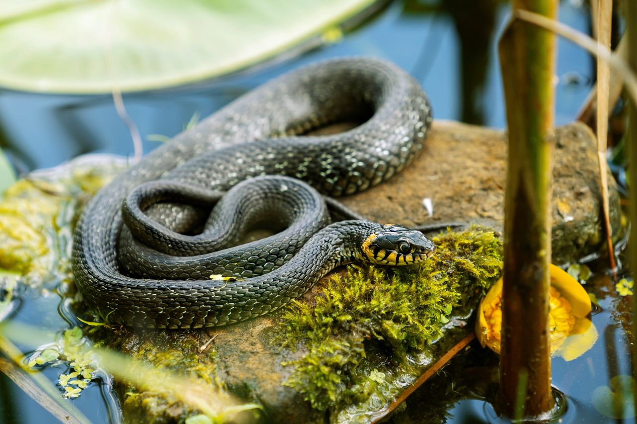 Zaskroniec jest najczęściej spotykanym gatunkiem węży w Polsce