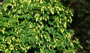 U nas biorą go za chwast. Na zachodzie płacą nawet 1000 euro za 1 kg