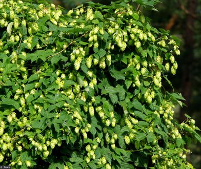 W Polsce brany za chwast. We Francji go jedzą i płacą 1000 euro za kg