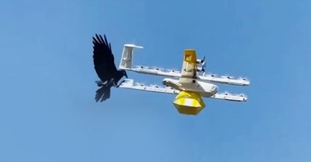 Kruk kontra dron. Kto wygrał zaciętą walkę?