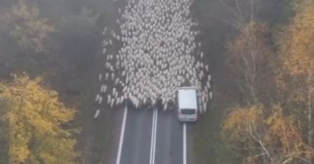 Pojawiły się na drodze na Podhalu. Niesamowity widok