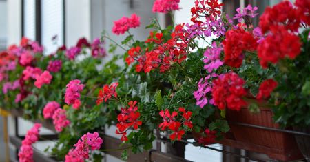 Babciny sposób na zimowanie pelargonii. Wiosną bujnie rozkwitną