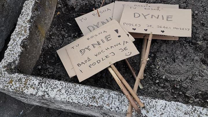 Miejscy aktywiści zachęcają do sadzenia na własną rękę roślin w ulicznych gazonach