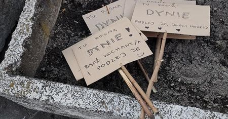 Warszawa. Mokotowskie dynie. Miejska partyzantka zieleni