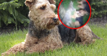 Nagrał to i jeszcze się chwalił. Grozi mu 5 lat więzienia